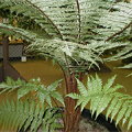 Dicksonia squarrosa